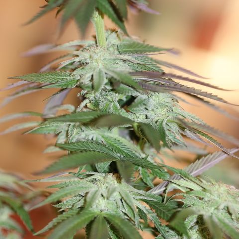 Melonade Runtz growlog timeline photo