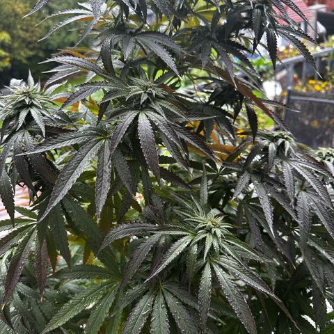 Melonade Runtz growlog timeline photo