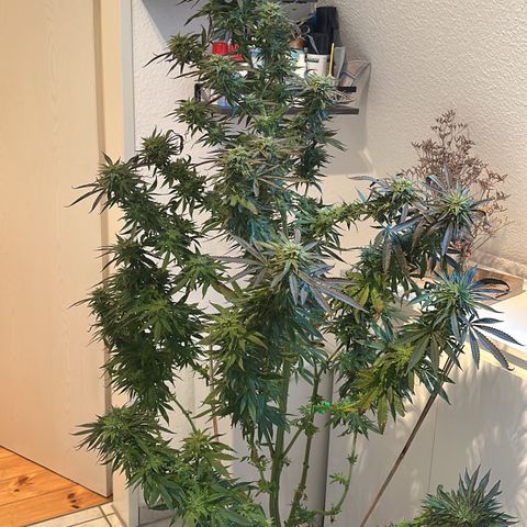 Melonade Runtz growlog timeline photo