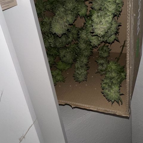 Melonade Runtz growlog timeline photo
