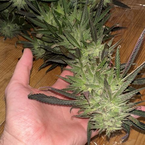 Melonade Runtz growlog timeline photo