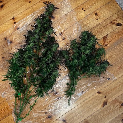 Melonade Runtz growlog timeline photo