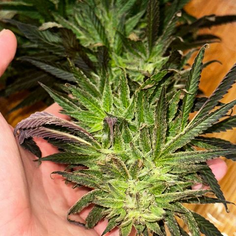 Melonade Runtz growlog timeline photo