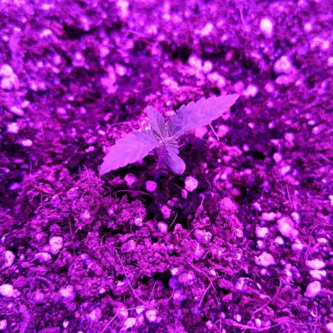 Саджира growlog timeline photo