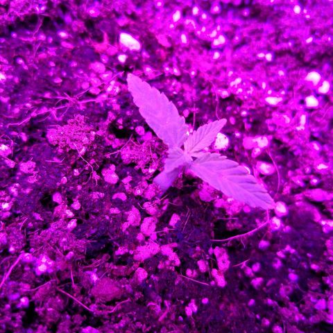 Залика growlog timeline photo