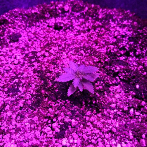 Саджира growlog timeline photo