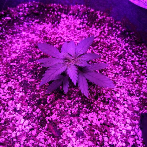 Залика growlog timeline photo