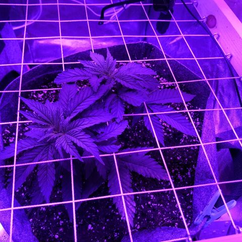 Залика growlog timeline photo