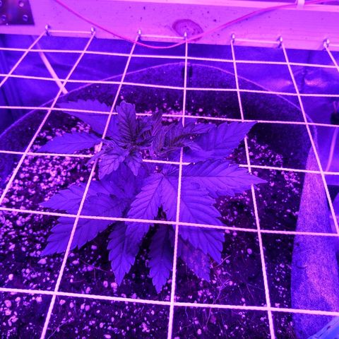 Саджира growlog timeline photo