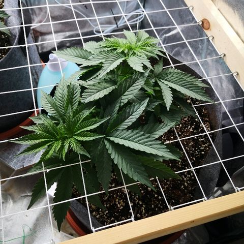 Залика growlog timeline photo