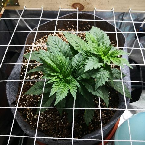 Саджира growlog timeline photo