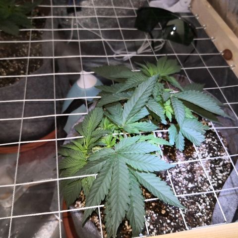 Залика growlog timeline photo