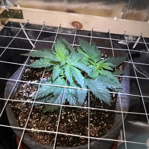 Саджира growlog timeline photo