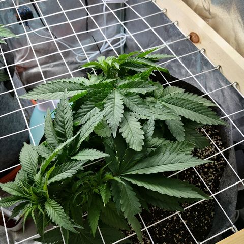 Залика growlog timeline photo