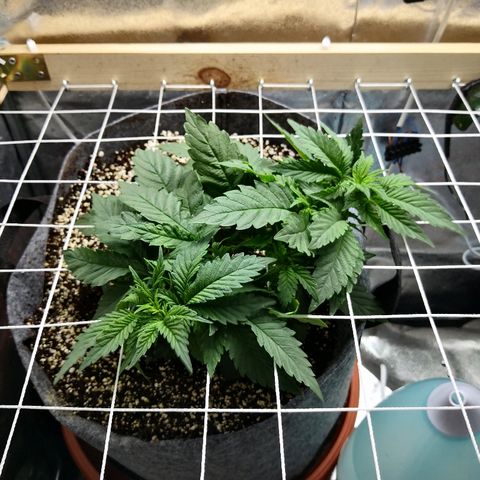 Саджира growlog timeline photo