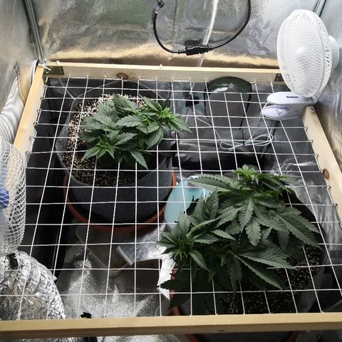 Залика growlog timeline photo