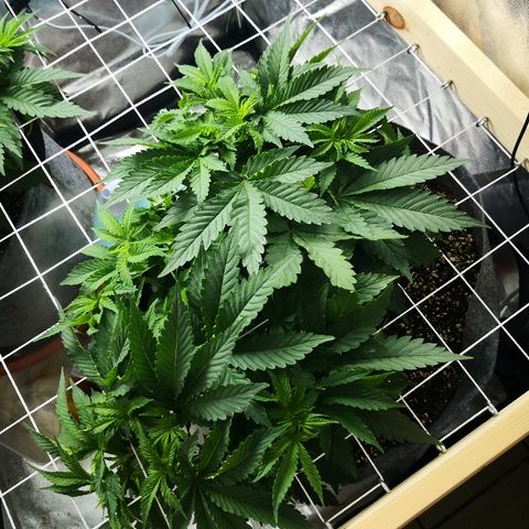 Залика growlog timeline photo