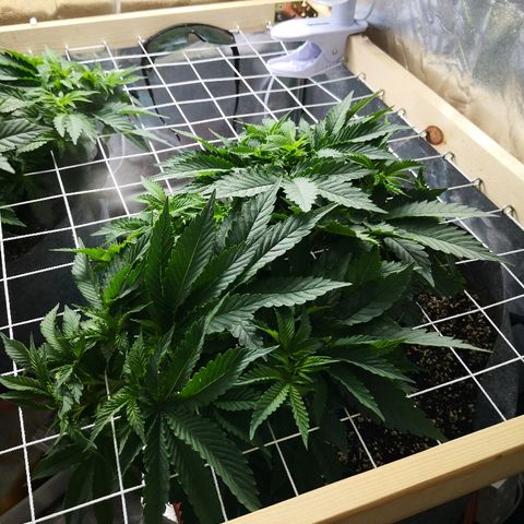Залика growlog timeline photo