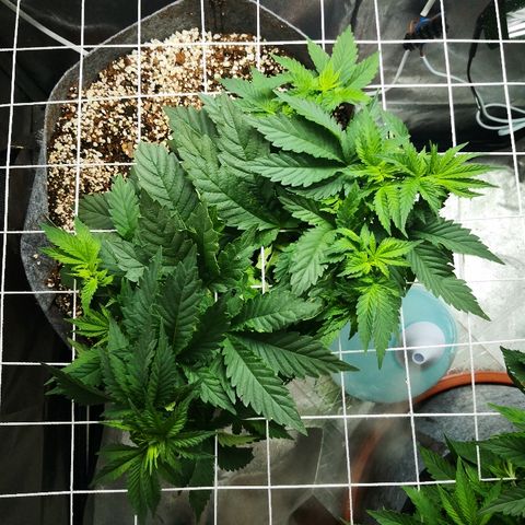 Саджира growlog timeline photo