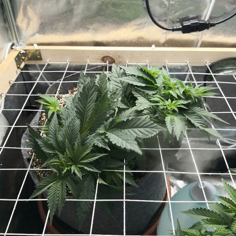 Саджира growlog timeline photo
