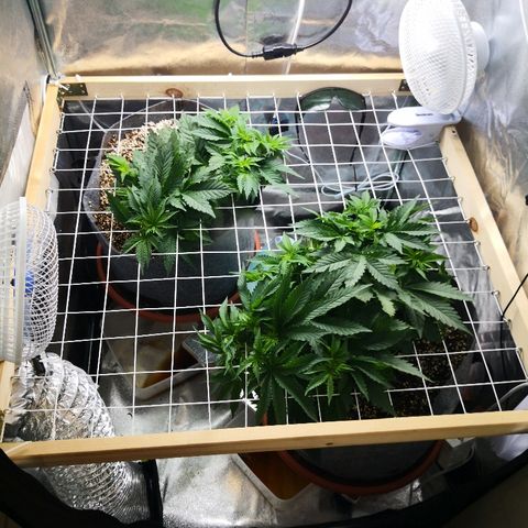 Залика growlog timeline photo