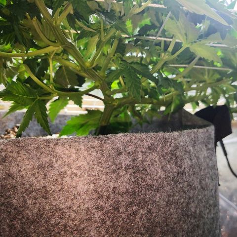 Саджира growlog timeline photo