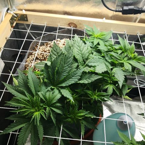 Саджира growlog timeline photo