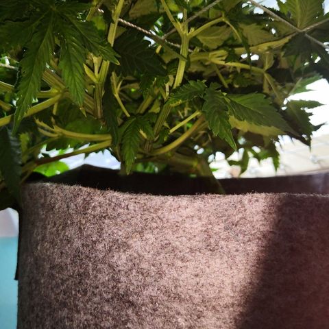 Залика growlog timeline photo