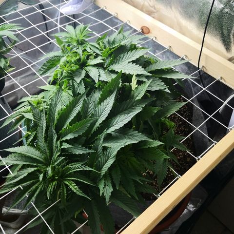 Залика growlog timeline photo