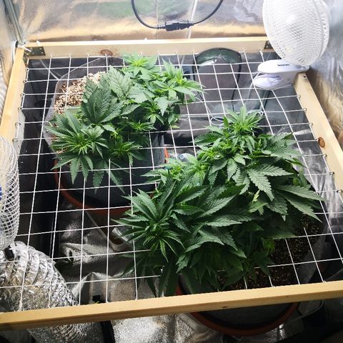 Залика growlog timeline photo