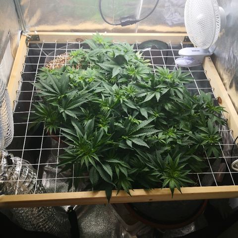 Залика growlog timeline photo