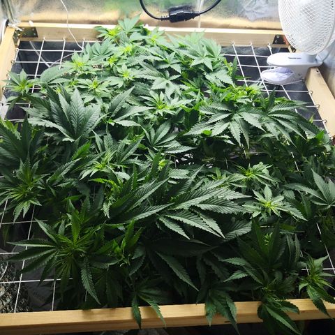 Залика growlog timeline photo