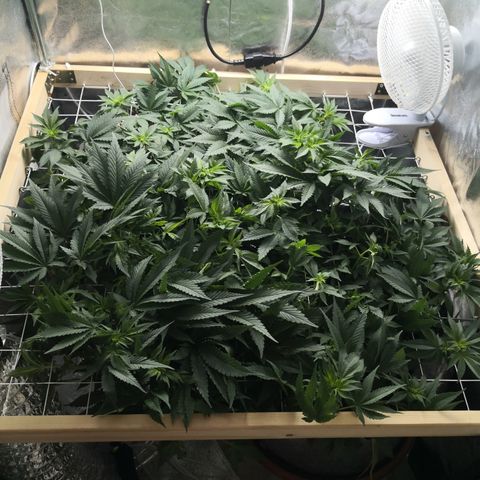Залика growlog timeline photo