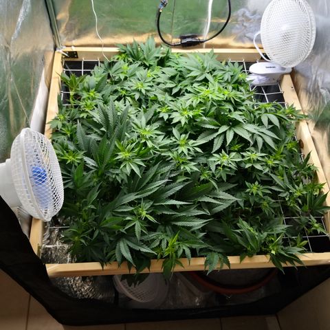 Залика growlog timeline photo
