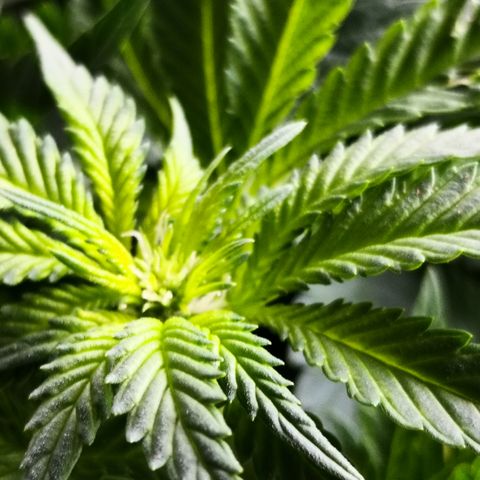 Залика growlog timeline photo