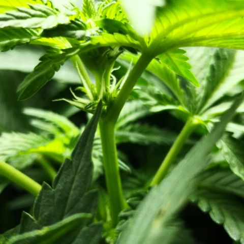 Залика growlog timeline photo