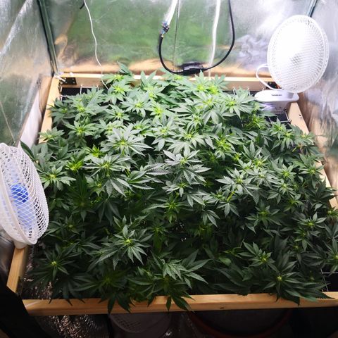 Залика growlog timeline photo