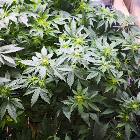 Залика growlog timeline photo