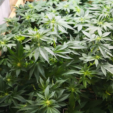 Залика growlog timeline photo