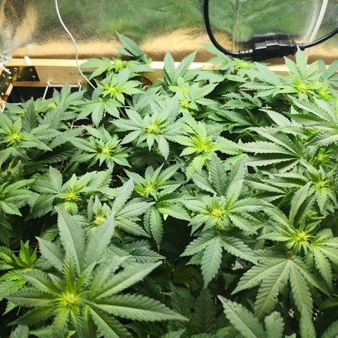 Залика growlog timeline photo