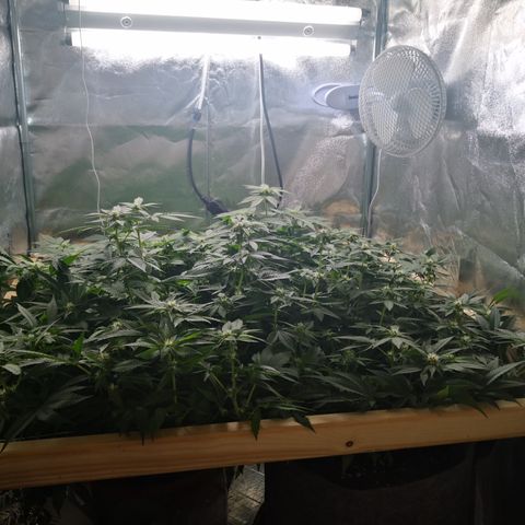 Залика growlog timeline photo