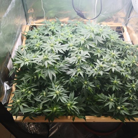 Залика growlog timeline photo