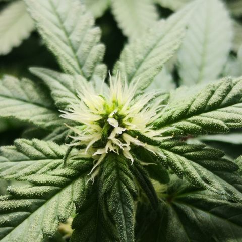 Залика growlog timeline photo