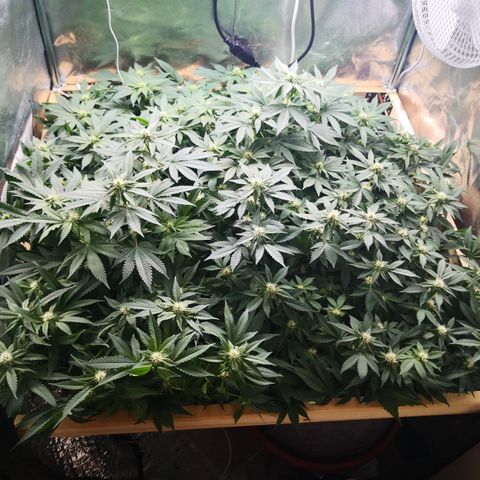 Залика growlog timeline photo