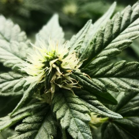 Залика growlog timeline photo