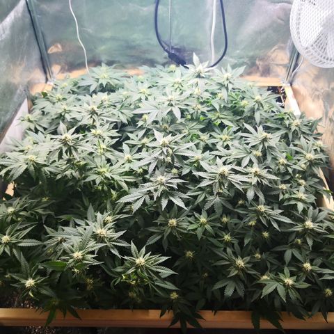 Залика growlog timeline photo