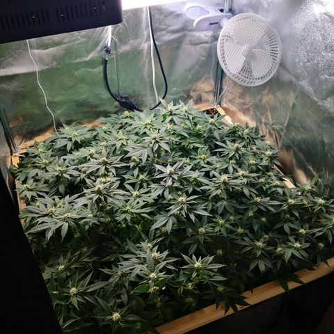 Залика growlog timeline photo