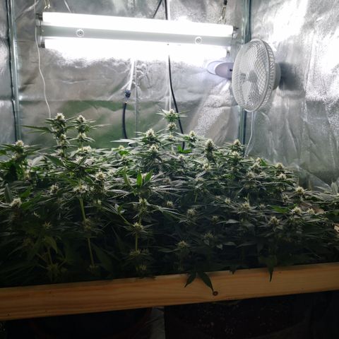 Залика growlog timeline photo