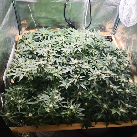 Залика growlog timeline photo