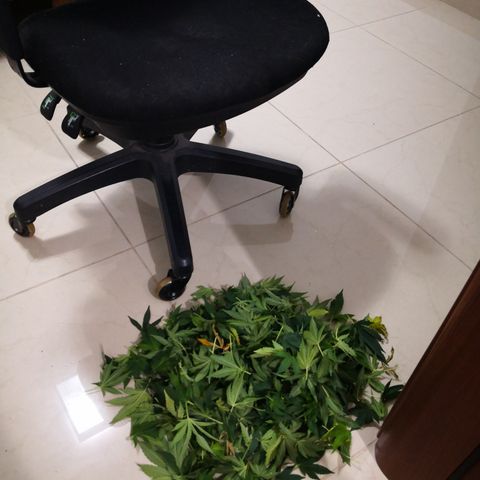Залика growlog photo: после стрижки